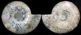 Wide Split Ammonite Pair - Crystal Chambers #37033-4